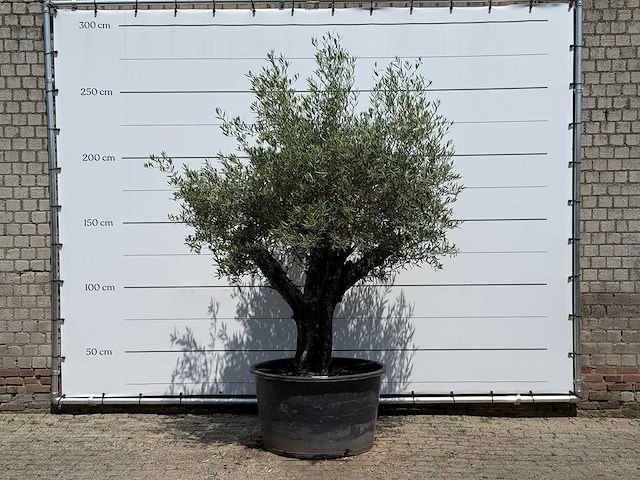Olijfboom old skin - olea europaea - ca. 75 jaar oud - hoogte ca. 250 cm - afbeelding 1 van  5