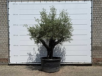 Olijfboom old skin - olea europaea - ca. 75 jaar oud - hoogte ca. 250 cm
