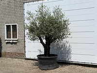 Olijfboom old skin - olea europaea - ca. 75 jaar oud - hoogte ca. 250 cm - afbeelding 2 van  5