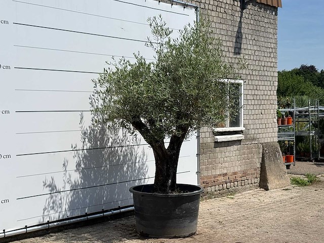 Olijfboom old skin - olea europaea - ca. 75 jaar oud - hoogte ca. 250 cm - afbeelding 3 van  5