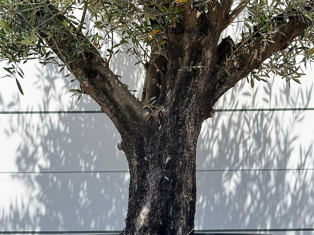 Olijfboom old skin - olea europaea - ca. 75 jaar oud - hoogte ca. 250 cm - afbeelding 4 van  5