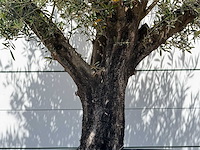 Olijfboom old skin - olea europaea - ca. 75 jaar oud - hoogte ca. 250 cm - afbeelding 4 van  5