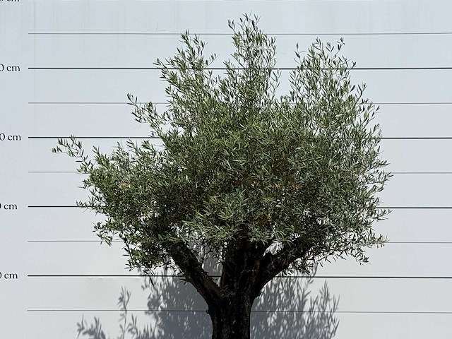 Olijfboom old skin - olea europaea - ca. 75 jaar oud - hoogte ca. 250 cm - afbeelding 5 van  5