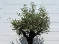 Olijfboom old skin - olea europaea - ca. 75 jaar oud - hoogte ca. 250 cm - afbeelding 5 van  5