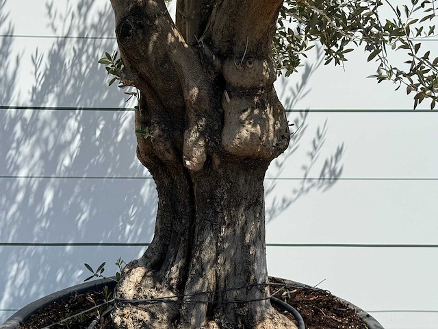 Olijfboom old skin - olea europaea - ca. 75 jaar oud - hoogte ca. 250 cm - afbeelding 4 van  5