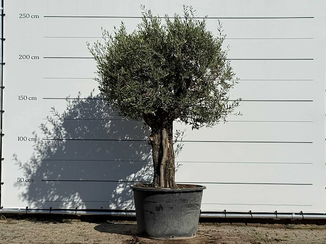 Olijfboom old skin - olea europaea - ca. 75 jaar oud - hoogte ca. 250 cm - afbeelding 1 van  3