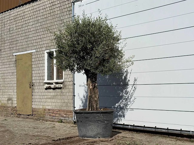 Olijfboom old skin - olea europaea - ca. 75 jaar oud - hoogte ca. 250 cm - afbeelding 2 van  3