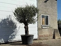 Olijfboom old skin - olea europaea - ca. 75 jaar oud - hoogte ca. 250 cm - afbeelding 3 van  3