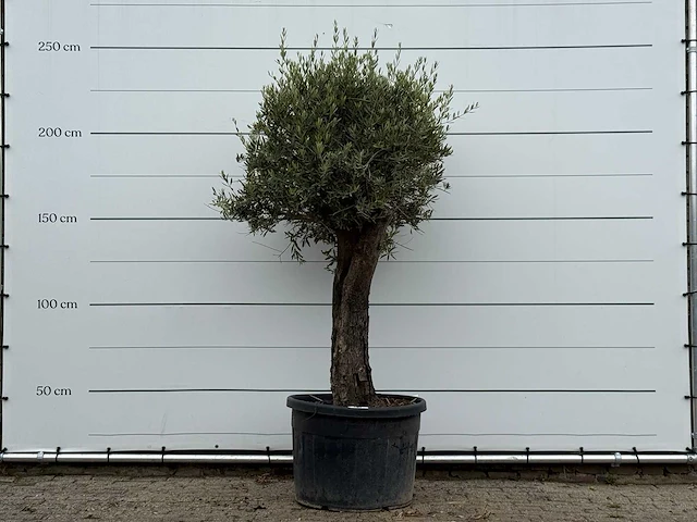 Olijfboom old skin - olea europaea - ca. 75 jaar oud - hoogte ca. 250 cm - afbeelding 1 van  3