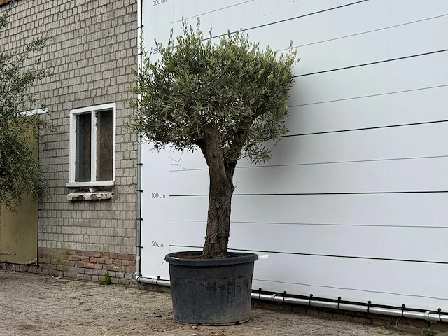 Olijfboom old skin - olea europaea - ca. 75 jaar oud - hoogte ca. 250 cm - afbeelding 2 van  3