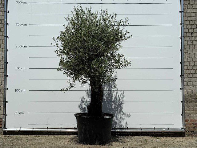 Olijfboom old skin - olea europaea - ca. 75 jaar oud - hoogte ca. 260 cm - afbeelding 1 van  5
