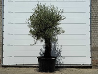 Olijfboom old skin - olea europaea - ca. 75 jaar oud - hoogte ca. 260 cm - afbeelding 1 van  5