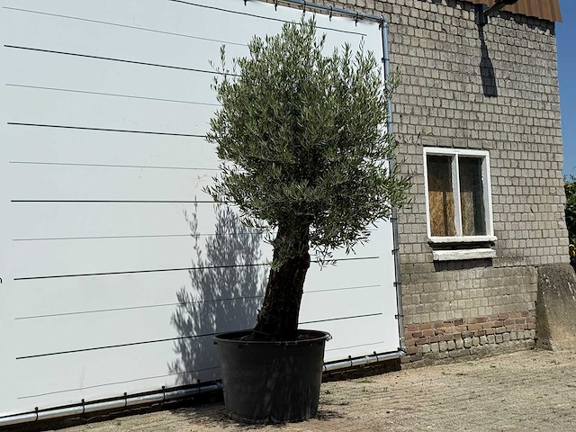 Olijfboom old skin - olea europaea - ca. 75 jaar oud - hoogte ca. 260 cm - afbeelding 2 van  5