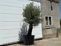 Olijfboom old skin - olea europaea - ca. 75 jaar oud - hoogte ca. 260 cm - afbeelding 2 van  5