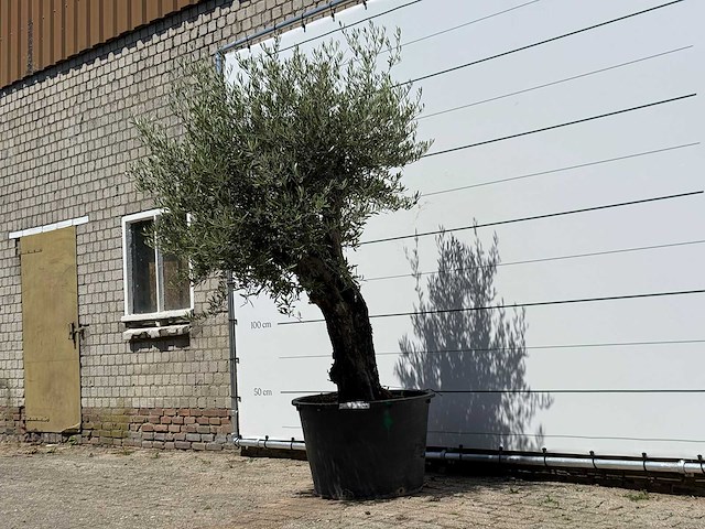 Olijfboom old skin - olea europaea - ca. 75 jaar oud - hoogte ca. 260 cm - afbeelding 3 van  5