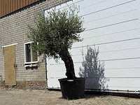 Olijfboom old skin - olea europaea - ca. 75 jaar oud - hoogte ca. 260 cm - afbeelding 3 van  5