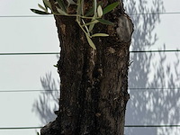 Olijfboom old skin - olea europaea - ca. 75 jaar oud - hoogte ca. 260 cm - afbeelding 4 van  5