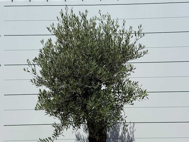 Olijfboom old skin - olea europaea - ca. 75 jaar oud - hoogte ca. 260 cm - afbeelding 5 van  5