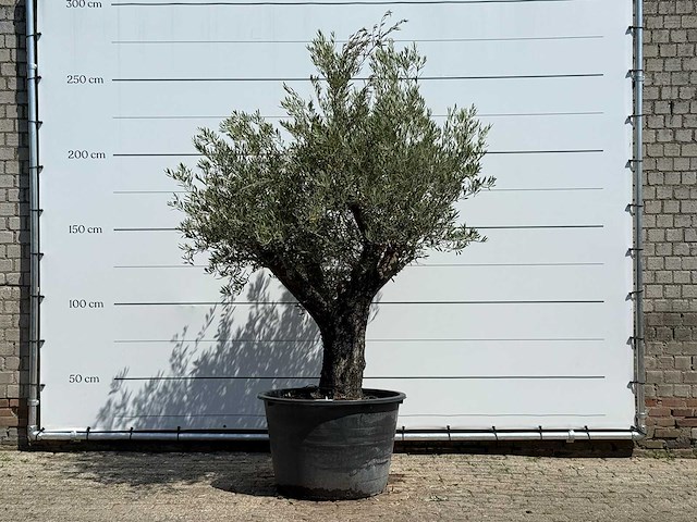 Olijfboom old skin - olea europaea - ca. 75 jaar oud - hoogte ca. 260 cm - afbeelding 1 van  7