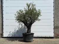 Olijfboom old skin - olea europaea - ca. 75 jaar oud - hoogte ca. 260 cm - afbeelding 1 van  7