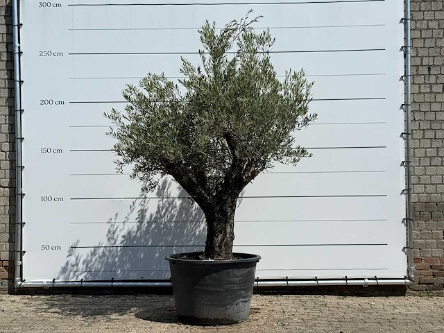 Olijfboom old skin - olea europaea - ca. 75 jaar oud - hoogte ca. 260 cm - afbeelding 2 van  7