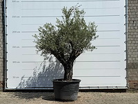 Olijfboom old skin - olea europaea - ca. 75 jaar oud - hoogte ca. 260 cm - afbeelding 2 van  7