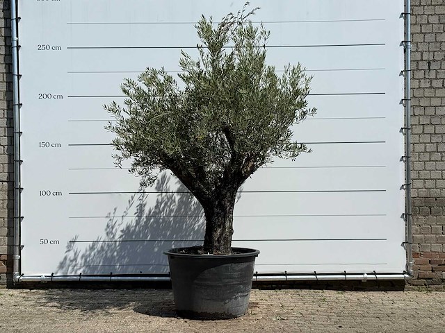 Olijfboom old skin - olea europaea - ca. 75 jaar oud - hoogte ca. 260 cm - afbeelding 3 van  7
