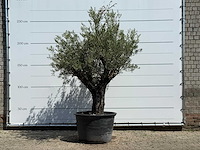Olijfboom old skin - olea europaea - ca. 75 jaar oud - hoogte ca. 260 cm - afbeelding 3 van  7