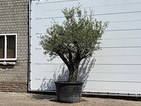 Olijfboom old skin - olea europaea - ca. 75 jaar oud - hoogte ca. 260 cm - afbeelding 4 van  7
