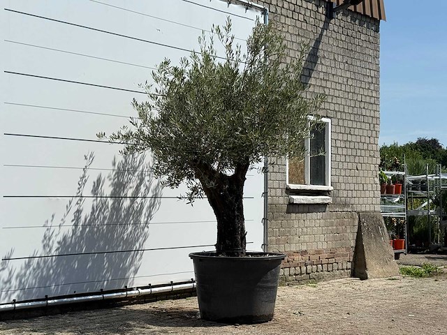 Olijfboom old skin - olea europaea - ca. 75 jaar oud - hoogte ca. 260 cm - afbeelding 5 van  7