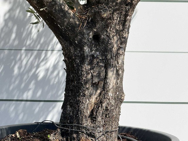 Olijfboom old skin - olea europaea - ca. 75 jaar oud - hoogte ca. 260 cm - afbeelding 6 van  7