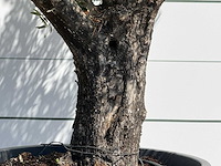 Olijfboom old skin - olea europaea - ca. 75 jaar oud - hoogte ca. 260 cm - afbeelding 6 van  7
