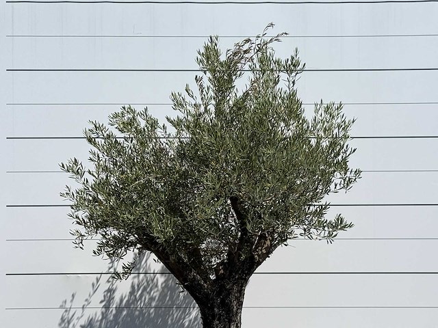 Olijfboom old skin - olea europaea - ca. 75 jaar oud - hoogte ca. 260 cm - afbeelding 7 van  7