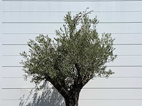 Olijfboom old skin - olea europaea - ca. 75 jaar oud - hoogte ca. 260 cm - afbeelding 7 van  7