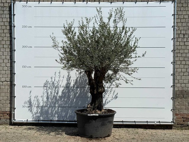 Olijfboom old skin - olea europaea - ca. 75 jaar oud - hoogte ca. 260 cm - afbeelding 1 van  4