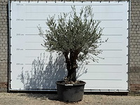 Olijfboom old skin - olea europaea - ca. 75 jaar oud - hoogte ca. 260 cm