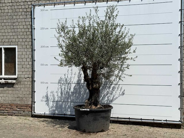 Olijfboom old skin - olea europaea - ca. 75 jaar oud - hoogte ca. 260 cm - afbeelding 2 van  4