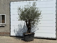 Olijfboom old skin - olea europaea - ca. 75 jaar oud - hoogte ca. 260 cm - afbeelding 2 van  4