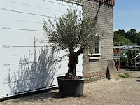 Olijfboom old skin - olea europaea - ca. 75 jaar oud - hoogte ca. 260 cm - afbeelding 3 van  4