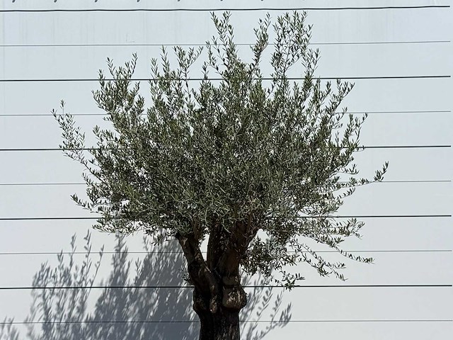 Olijfboom old skin - olea europaea - ca. 75 jaar oud - hoogte ca. 260 cm - afbeelding 4 van  4