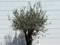 Olijfboom old skin - olea europaea - ca. 75 jaar oud - hoogte ca. 260 cm - afbeelding 4 van  4