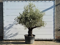 Olijfboom old skin - olea europaea - ca. 75 jaar oud - hoogte ca. 260 cm
