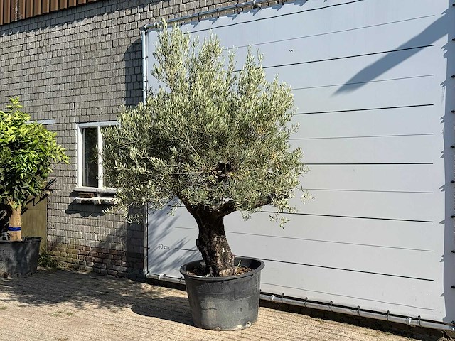 Olijfboom old skin - olea europaea - ca. 75 jaar oud - hoogte ca. 260 cm - afbeelding 2 van  3