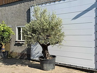 Olijfboom old skin - olea europaea - ca. 75 jaar oud - hoogte ca. 260 cm - afbeelding 2 van  3