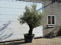 Olijfboom old skin - olea europaea - ca. 75 jaar oud - hoogte ca. 260 cm - afbeelding 3 van  3