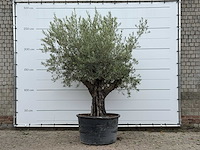 Olijfboom old skin - olea europaea - ca. 75 jaar oud - hoogte ca. 260 cm - afbeelding 1 van  1