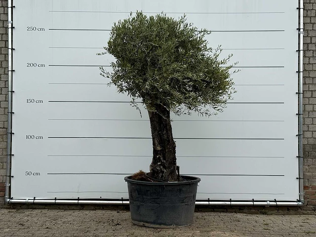 Olijfboom old skin - olea europaea - ca. 75 jaar oud - hoogte ca. 260 cm - afbeelding 1 van  3