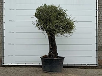 Olijfboom old skin - olea europaea - ca. 75 jaar oud - hoogte ca. 260 cm