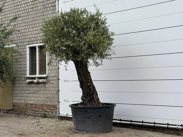 Olijfboom old skin - olea europaea - ca. 75 jaar oud - hoogte ca. 260 cm - afbeelding 2 van  3
