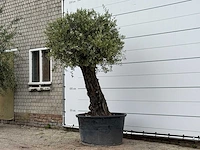 Olijfboom old skin - olea europaea - ca. 75 jaar oud - hoogte ca. 260 cm - afbeelding 2 van  3